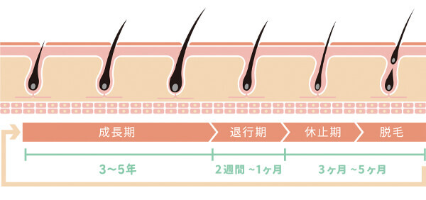 ヘアサイクルは大きく分けると4段階