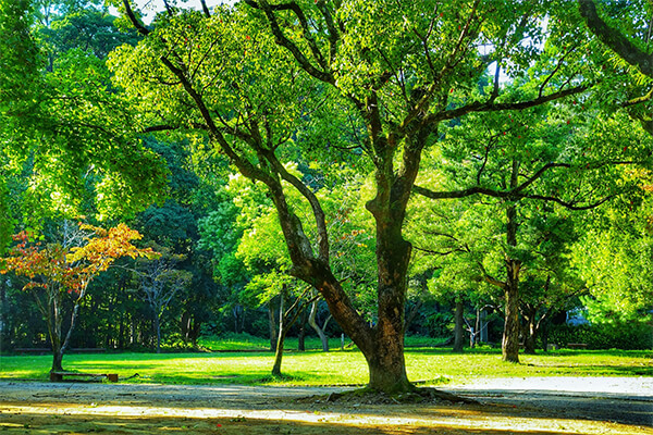 おすすめエリア公園