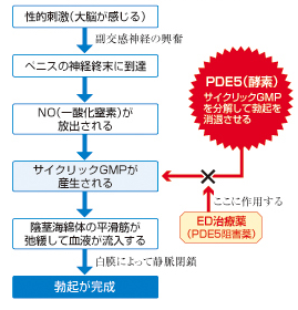 勃起の仕組みとED治療薬の働き図