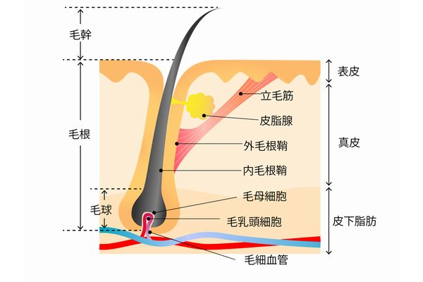 ヒゲの毛抜き