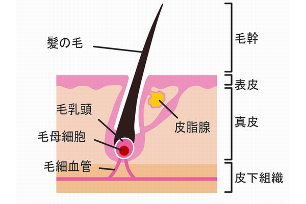 ニキビの出来る理由